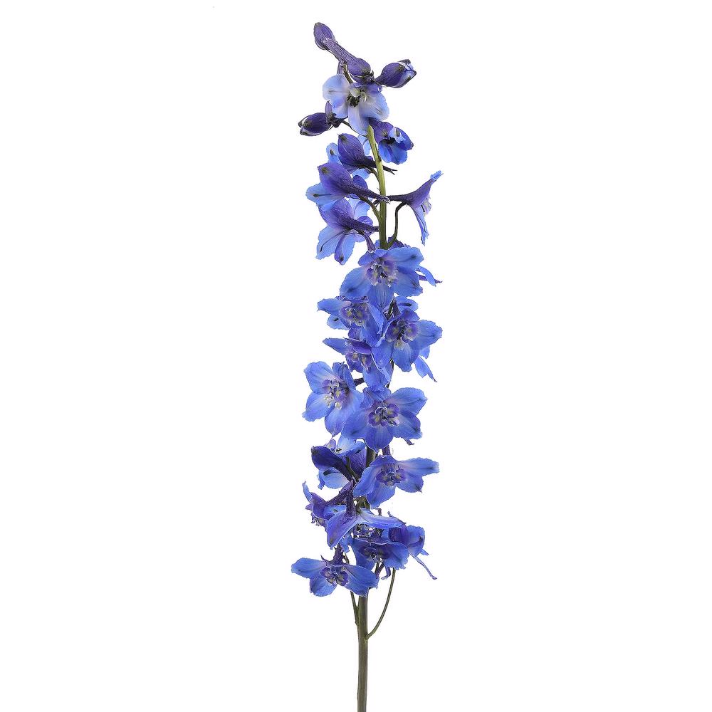 esmeralda-farms-delphinium-sea-waltz-3