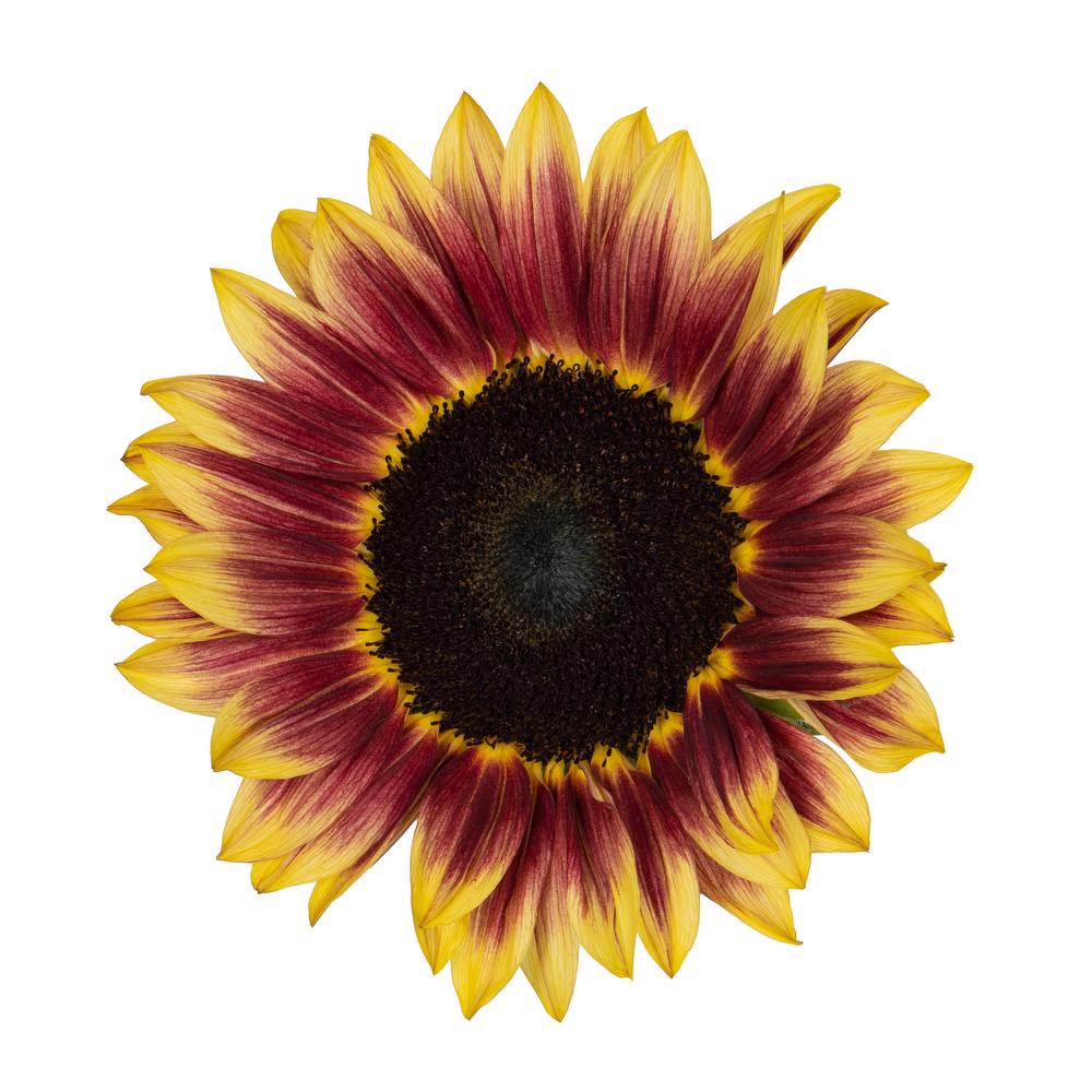 esmeralda-farms-sunflower-marley