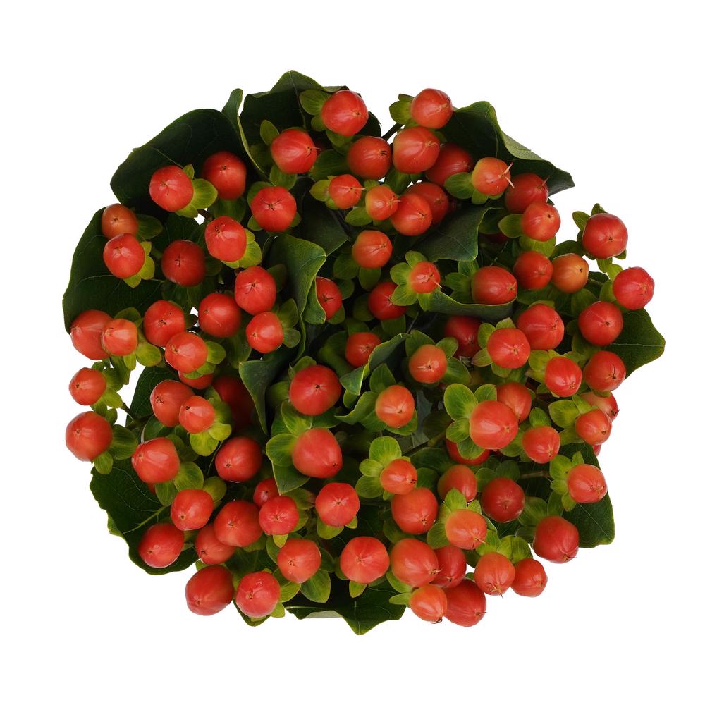 esmeralda-farms-hypericum-spring-peach-3