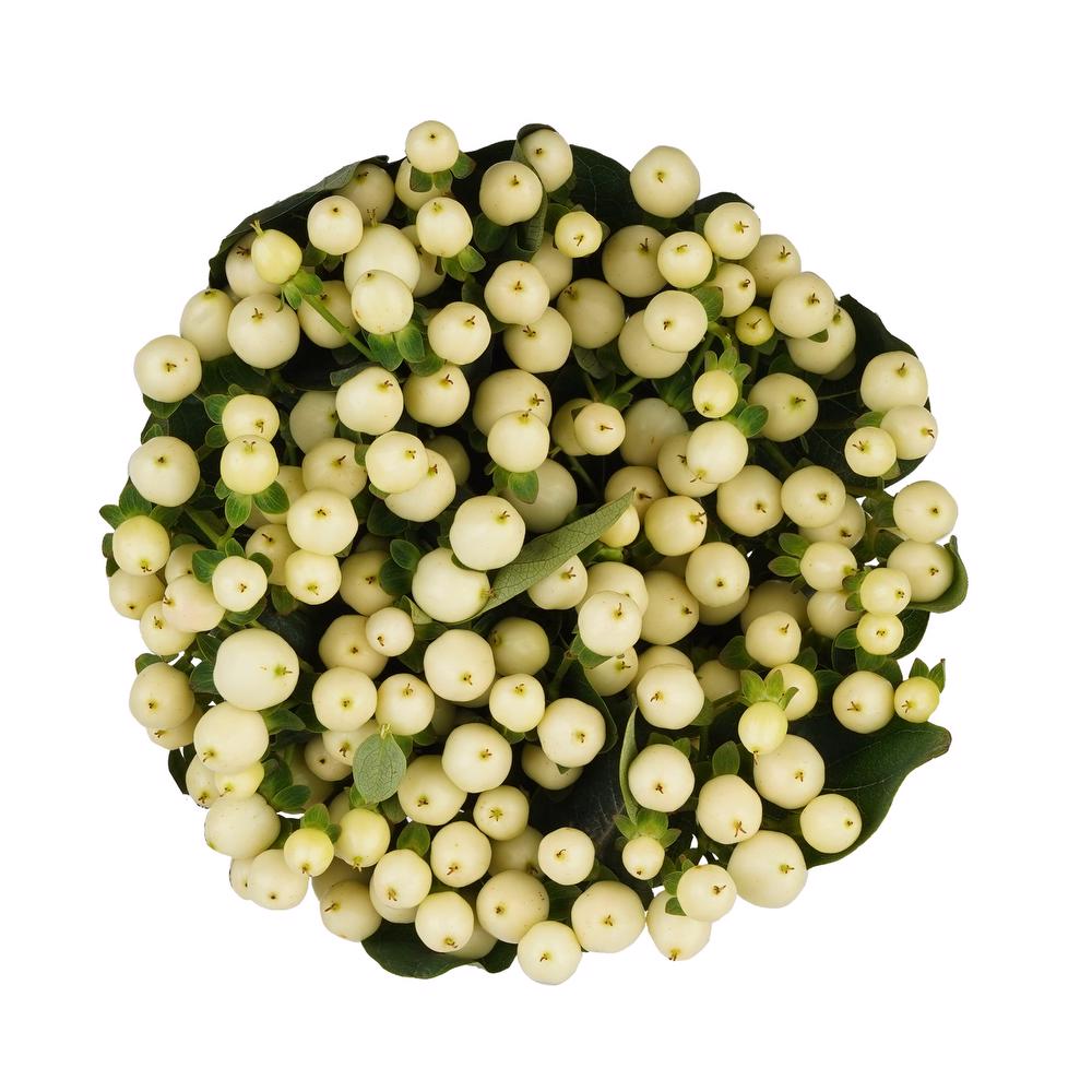 esmeralda-farms-hypericum-magical-snow-prince-3