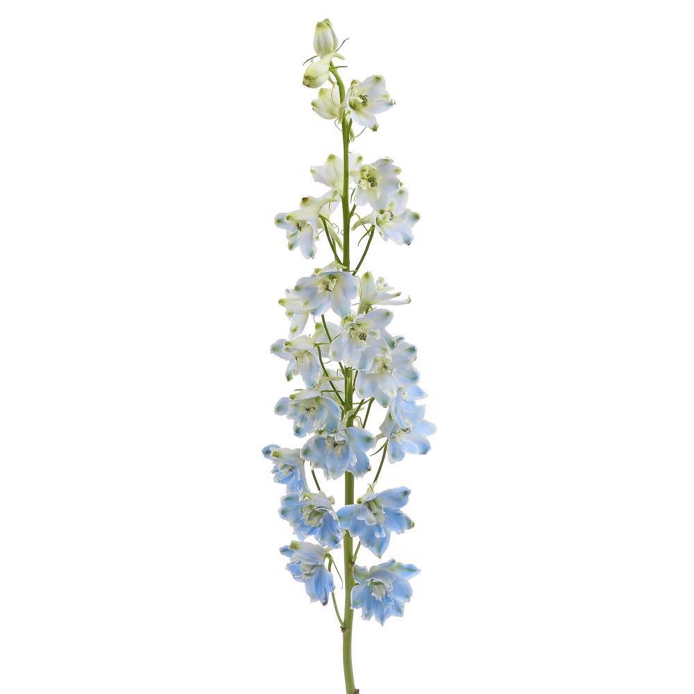 esmeralda-farms-delphinium-pacific-summer-skies-3