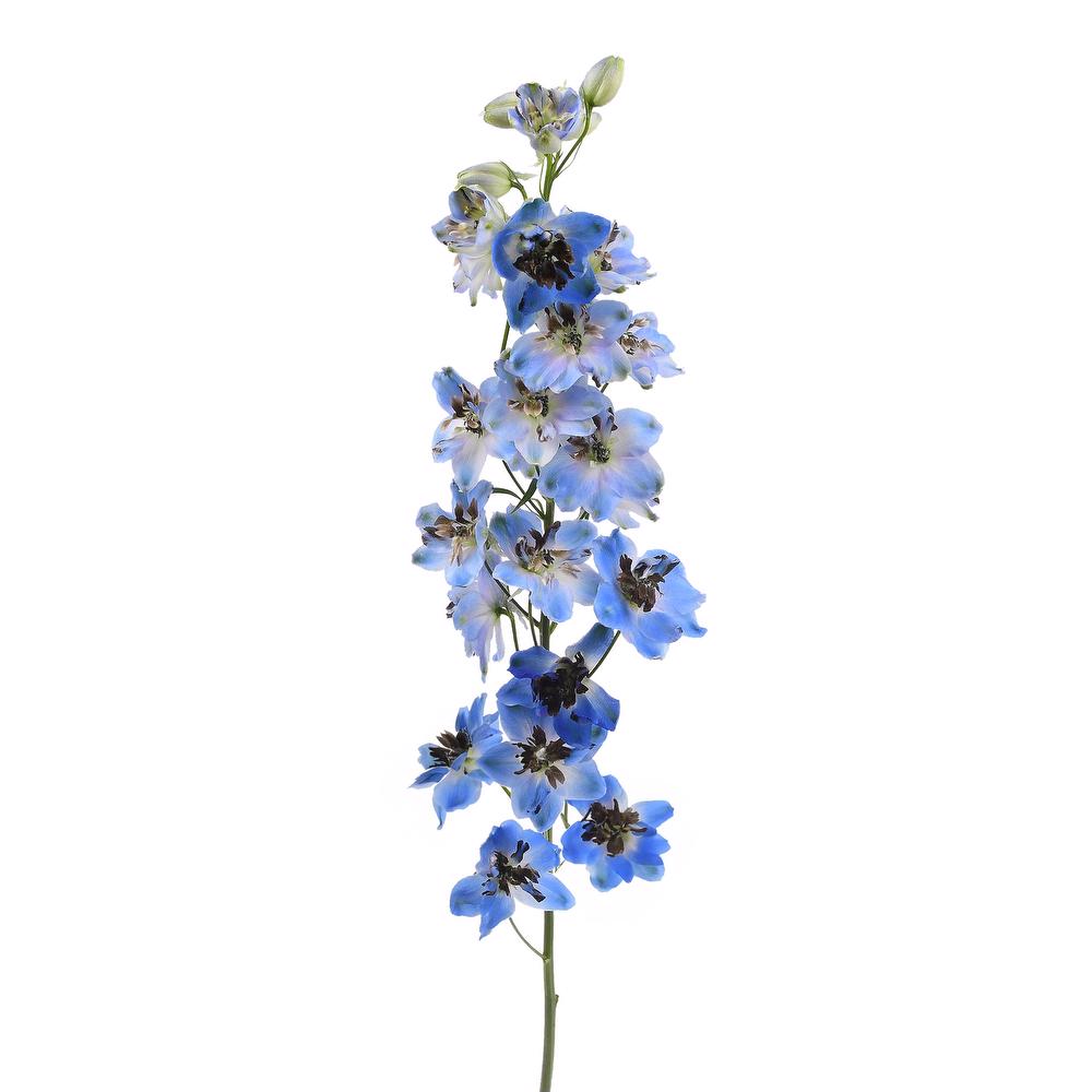 esmeralda-farms-delphinium-jay-3