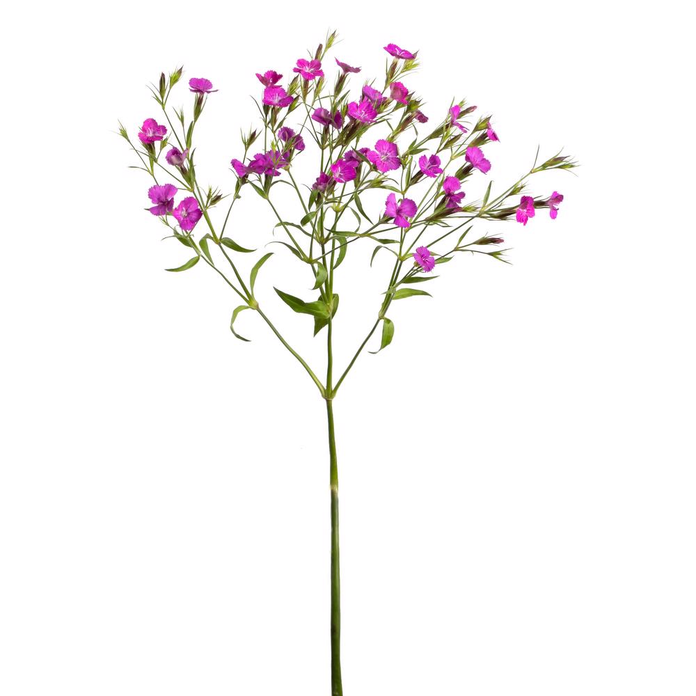 esmeralda-farms-dianthus-neon-purple-3