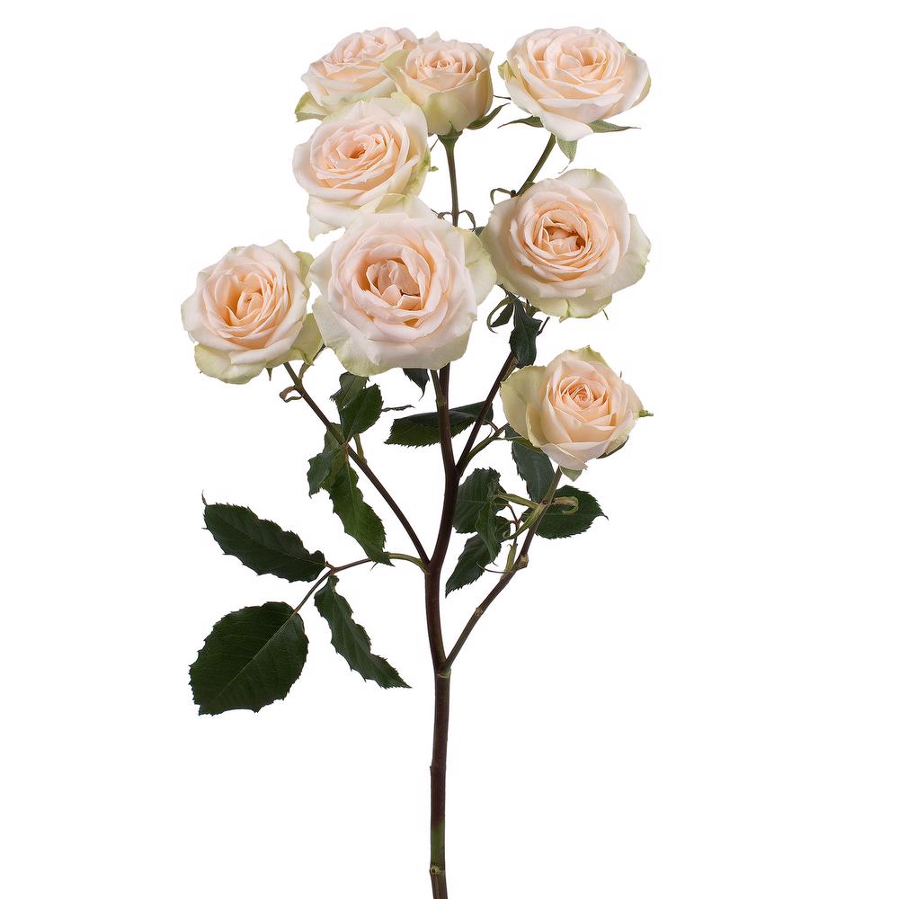 esmeralda-farms-spray-rose-brilliant-stars-apricot-3