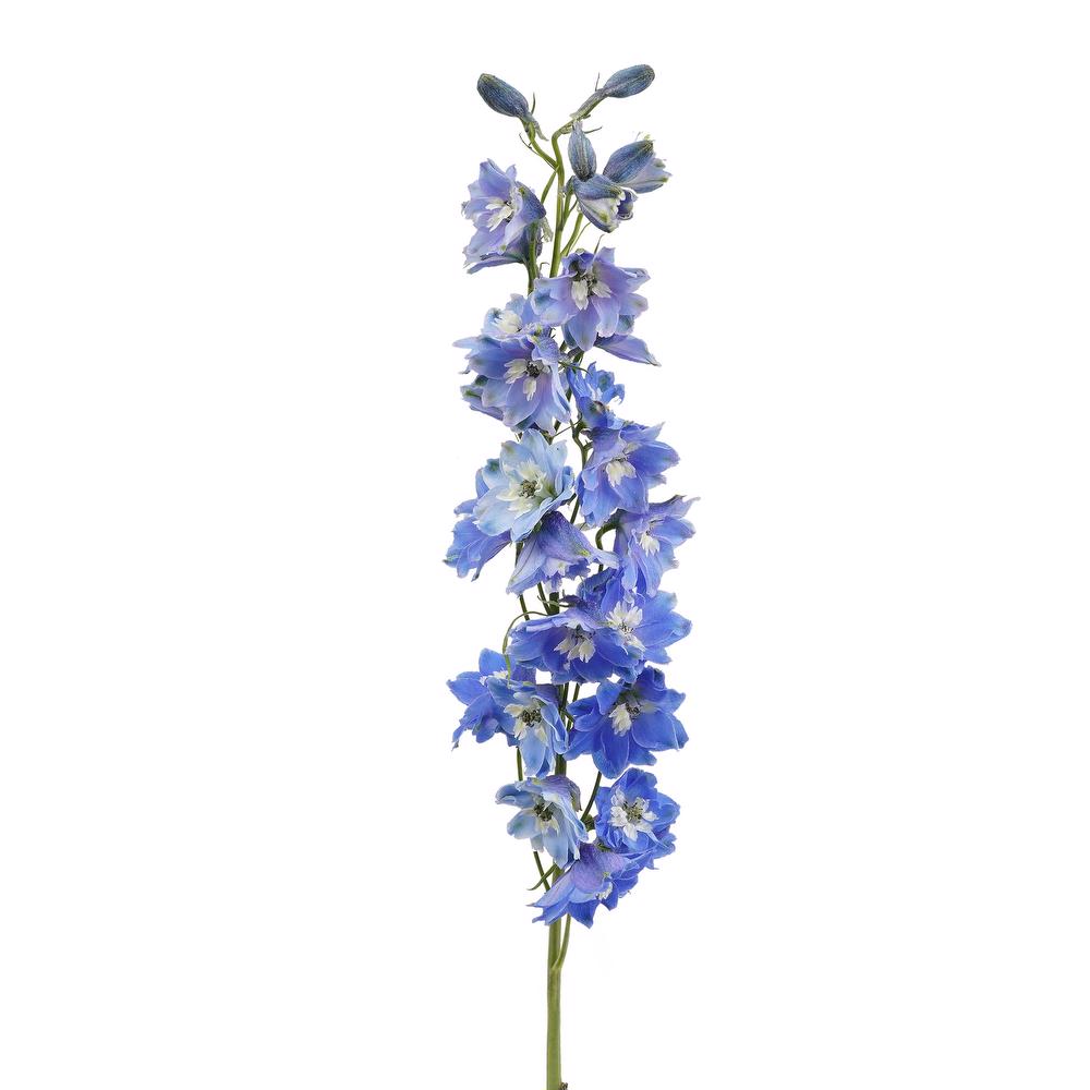 esmeralda-farms-delphinium-mf-mid-blue-3