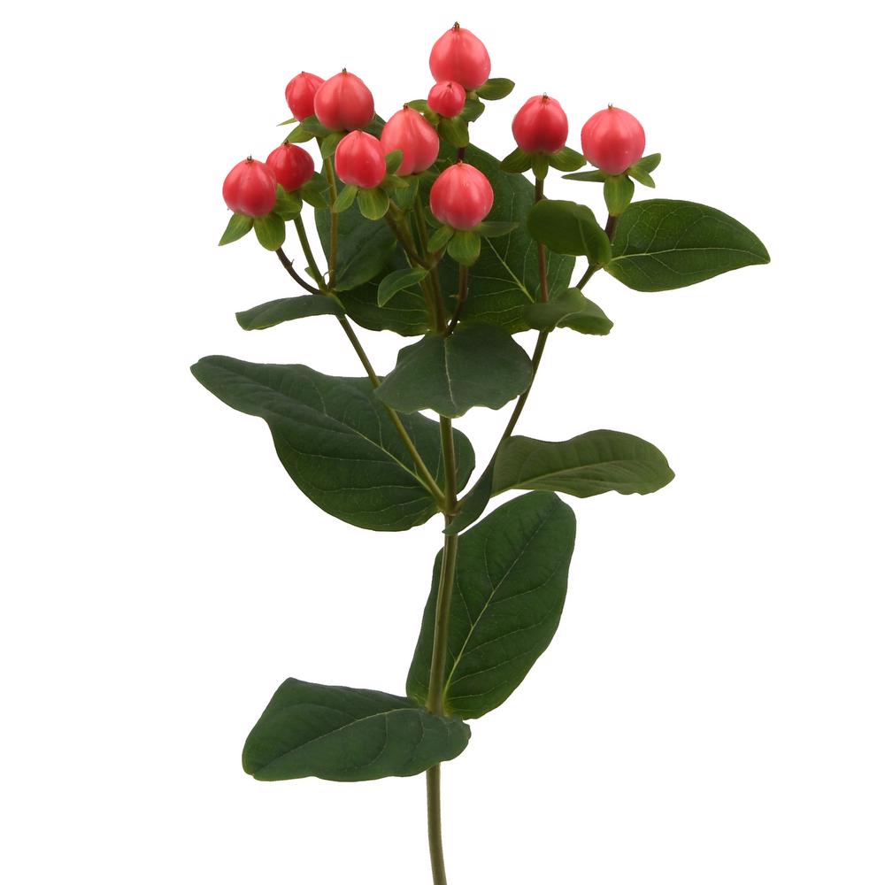 esmeralda-farms-hypericum-lollipop-4