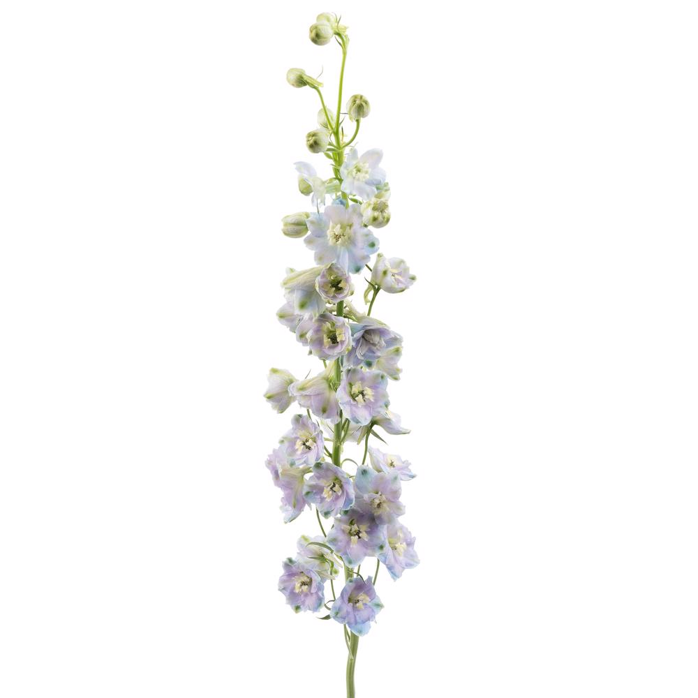 esmeralda-farms-delphinium-pacific-cameliard-3