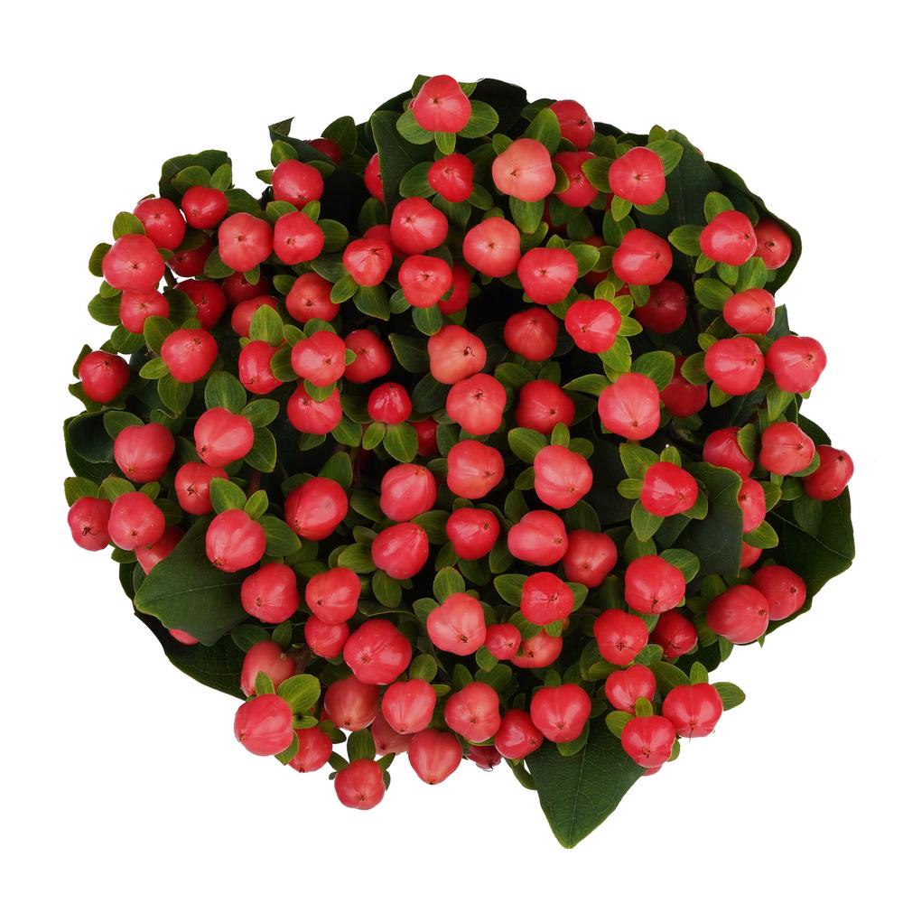 esmeralda-farms-hypericum-lollipop-3