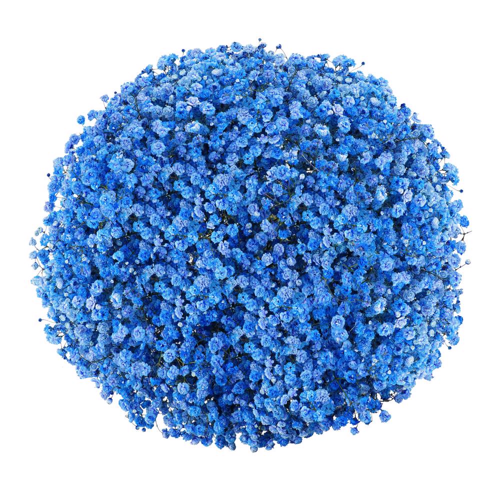 esmeralda-farms-gypsophila-blue-tint-3