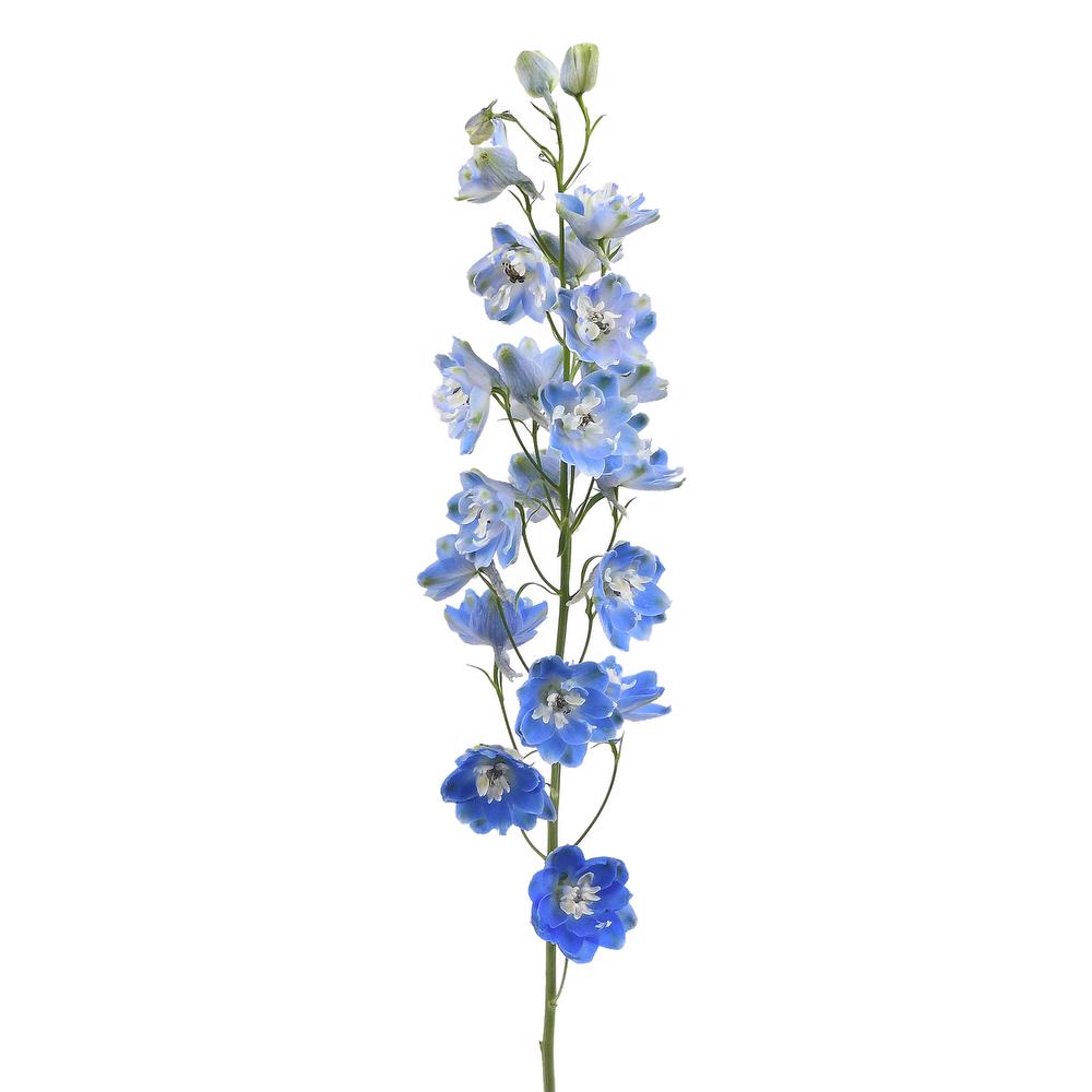 esmeralda-farms-delphinium-pacific-blue-bird-3