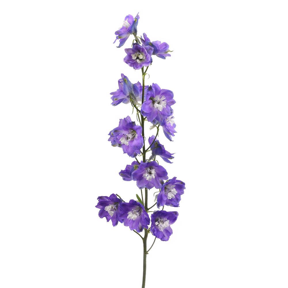 esmeralda-farms-delphinium-mf-dark-blue-3