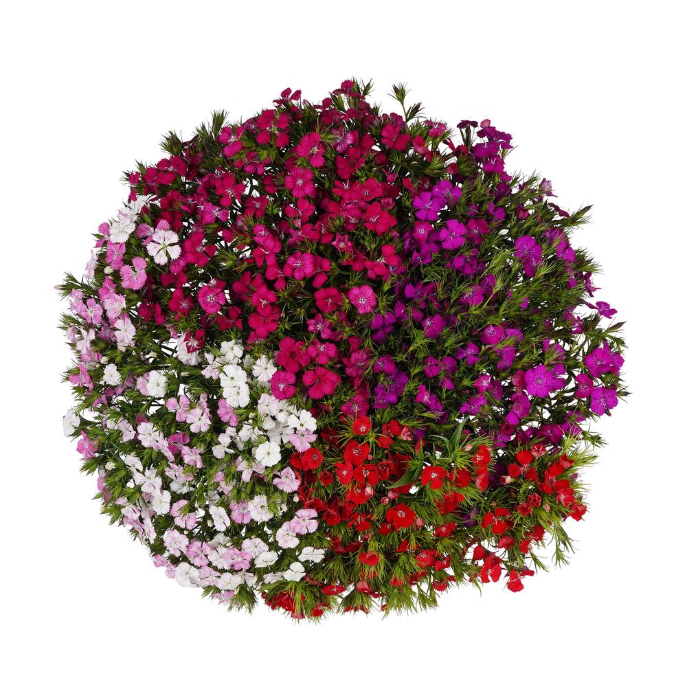 esmeralda-farms-dianthus-assorted