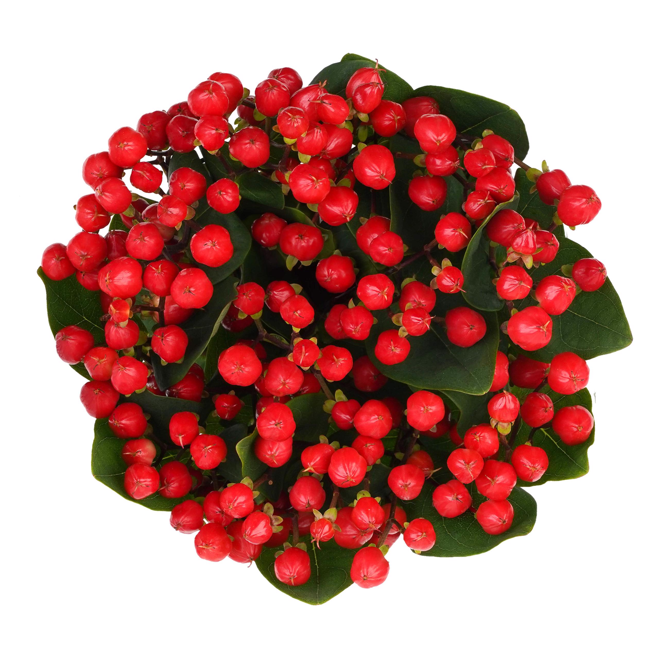 esmeralda-farms-hypericum-new-red-3