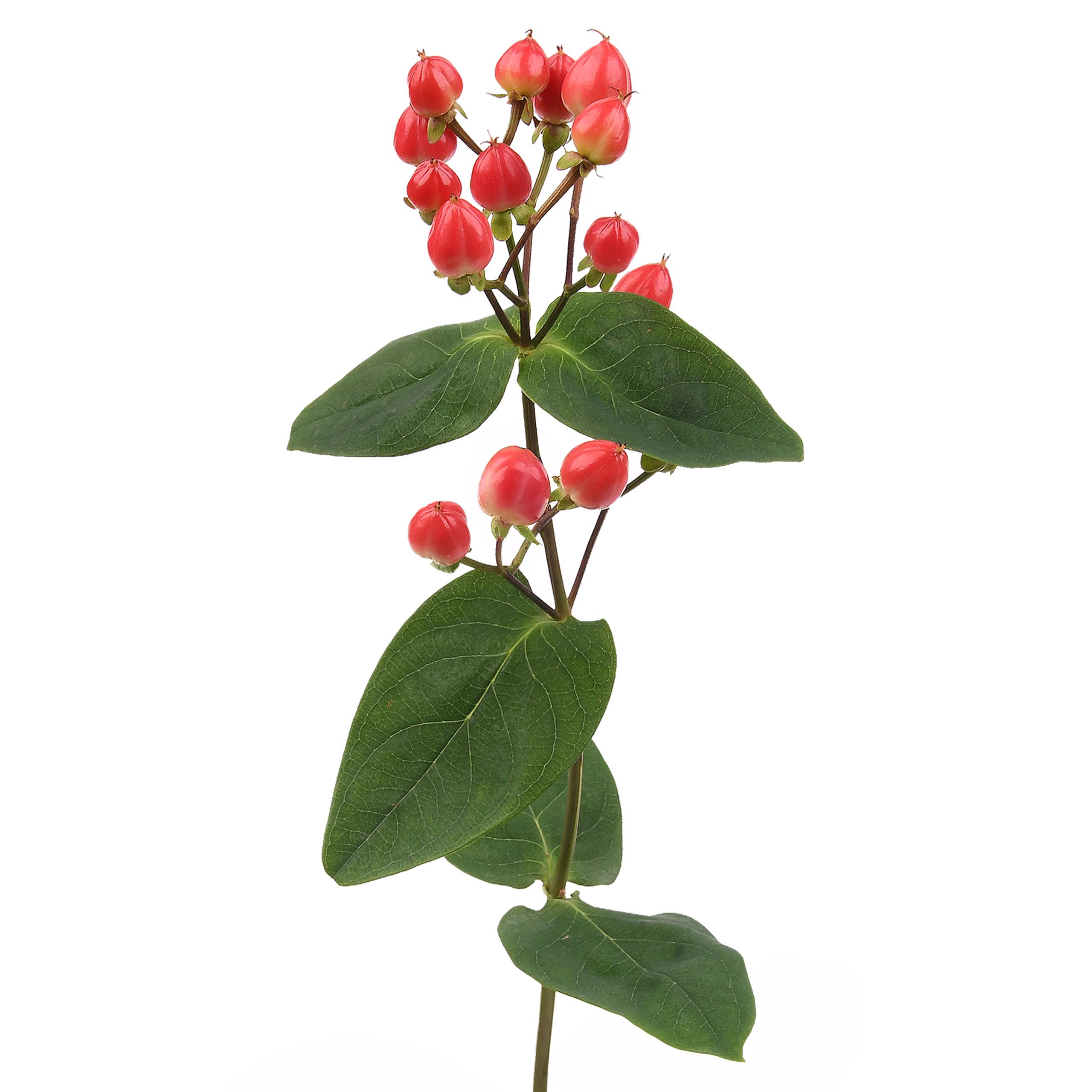 esmeralda-farms-hypericum-new-red-4