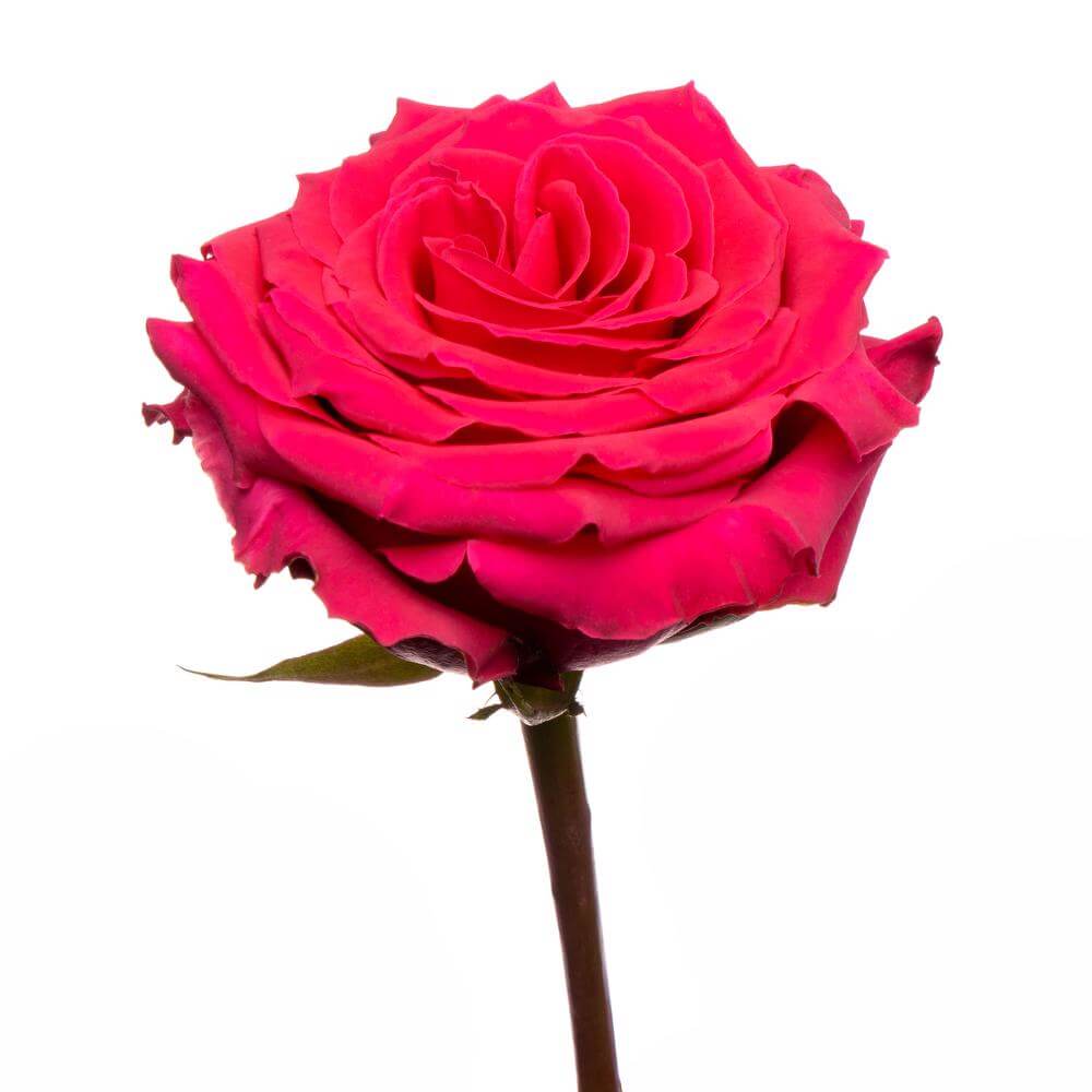 Showtime Playa Blanca® - Rose - Esmeralda Farms Wholesale Flowers