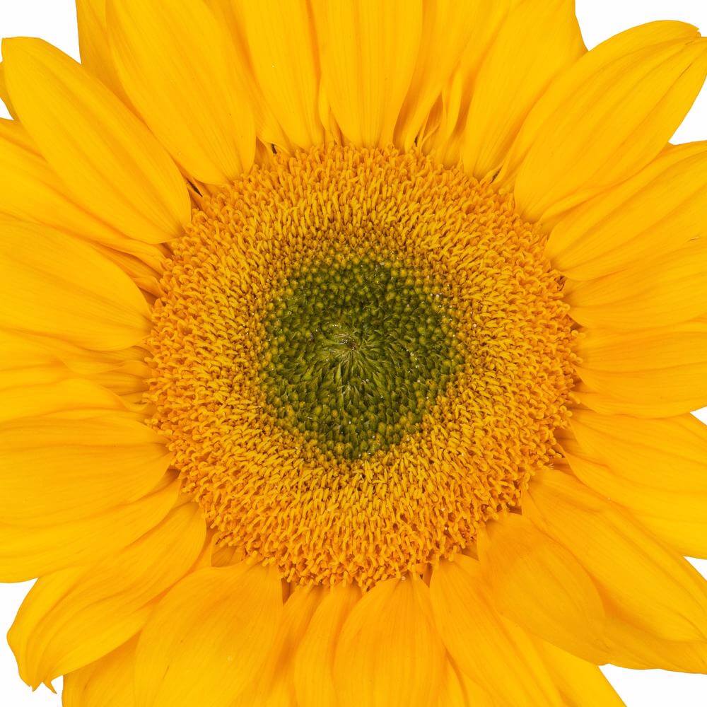 esmeralda-farms-sunflower-vincents-fresh