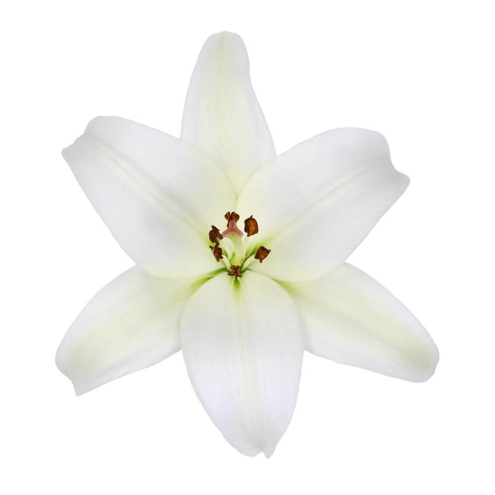 esmeralda-farms-la-hybrid-lily-white-2