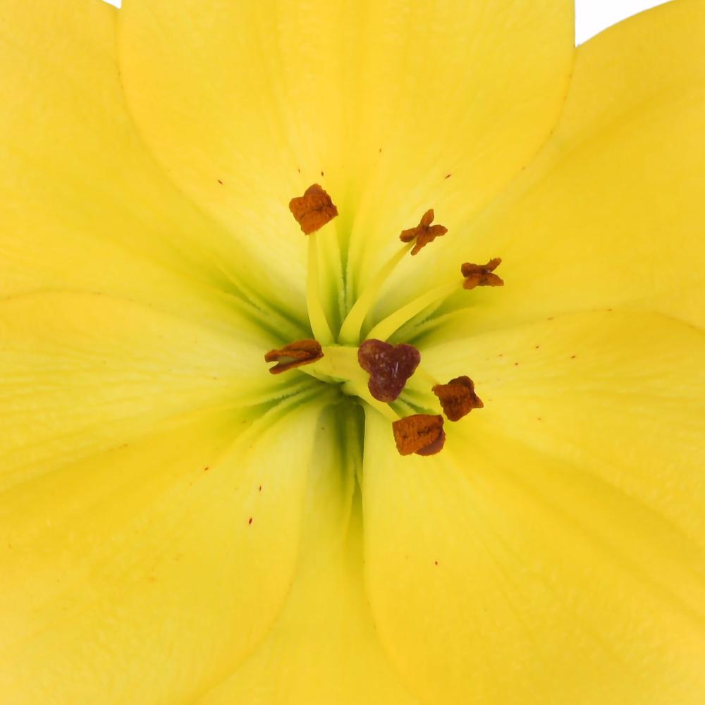 esmeralda-farms-la-hybrid-lily-yellow-1