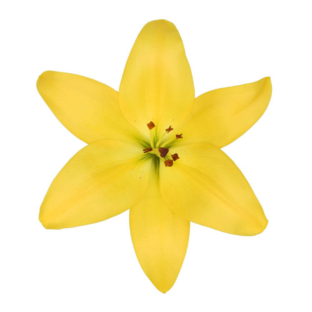 esmeralda-farms-la-hybrid-lily-yellow-2