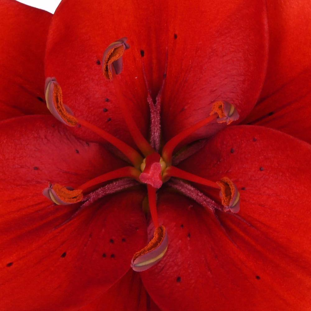 esmeralda-farms-red-la-hybrid-lily-1