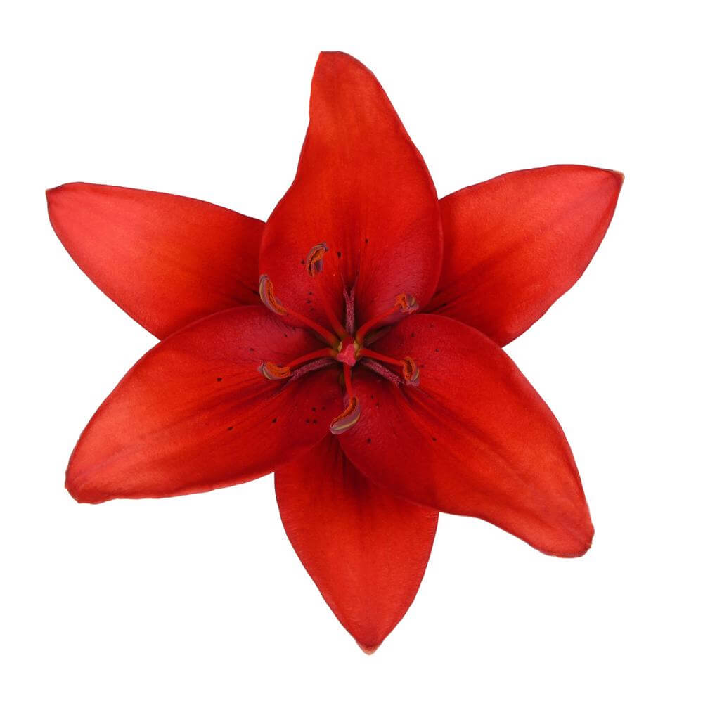 Red - LA Hybrid Lily - Esmeralda Farms Wholesale Flowers