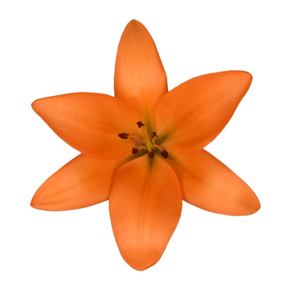 esmeralda-farms-ly-hybrid-lily-orange-2