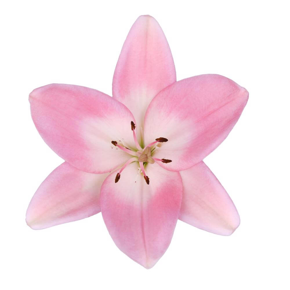 esmeralda-farms-la-hybrid-lily-pink-2