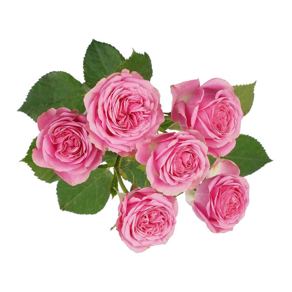 esmeralda-farms-spray-rose-one-top-2