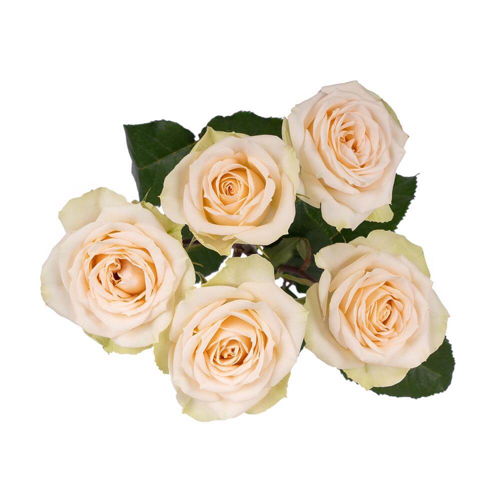 esmeralda-farms-spray-rose-brilliant-stars-apricot-2