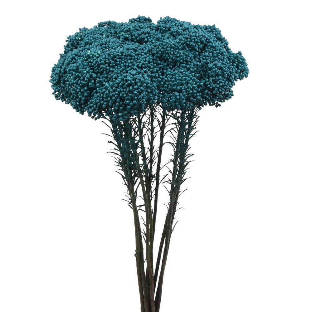 esmeralda-farms-rice-flower-turquoise-2