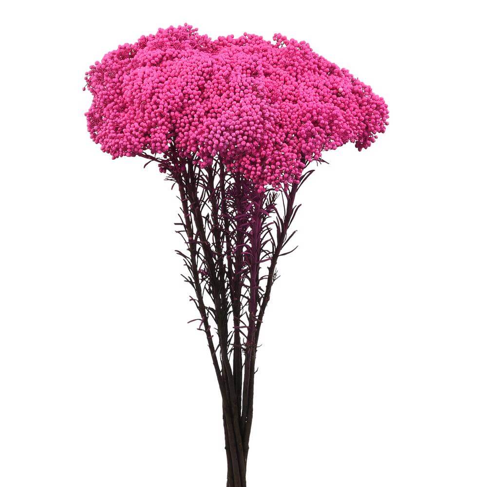 esmeralda-farms-rice-flower-pink-2