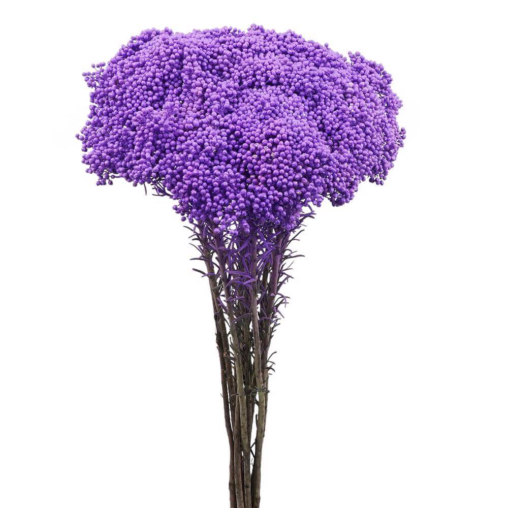 esmeralda-farms-rice-flower-light-purple-2