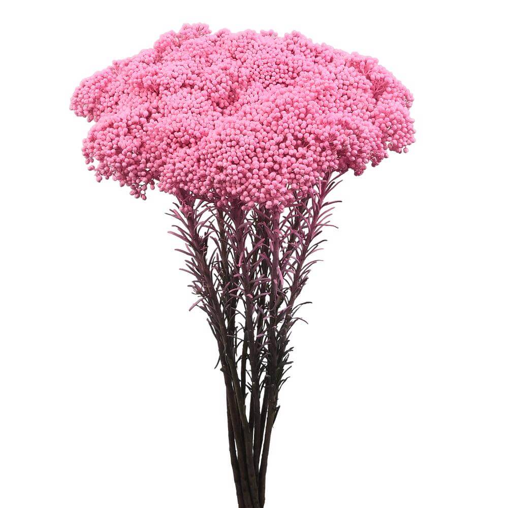 esmeralda-farms-rice-flower-light-pink-2