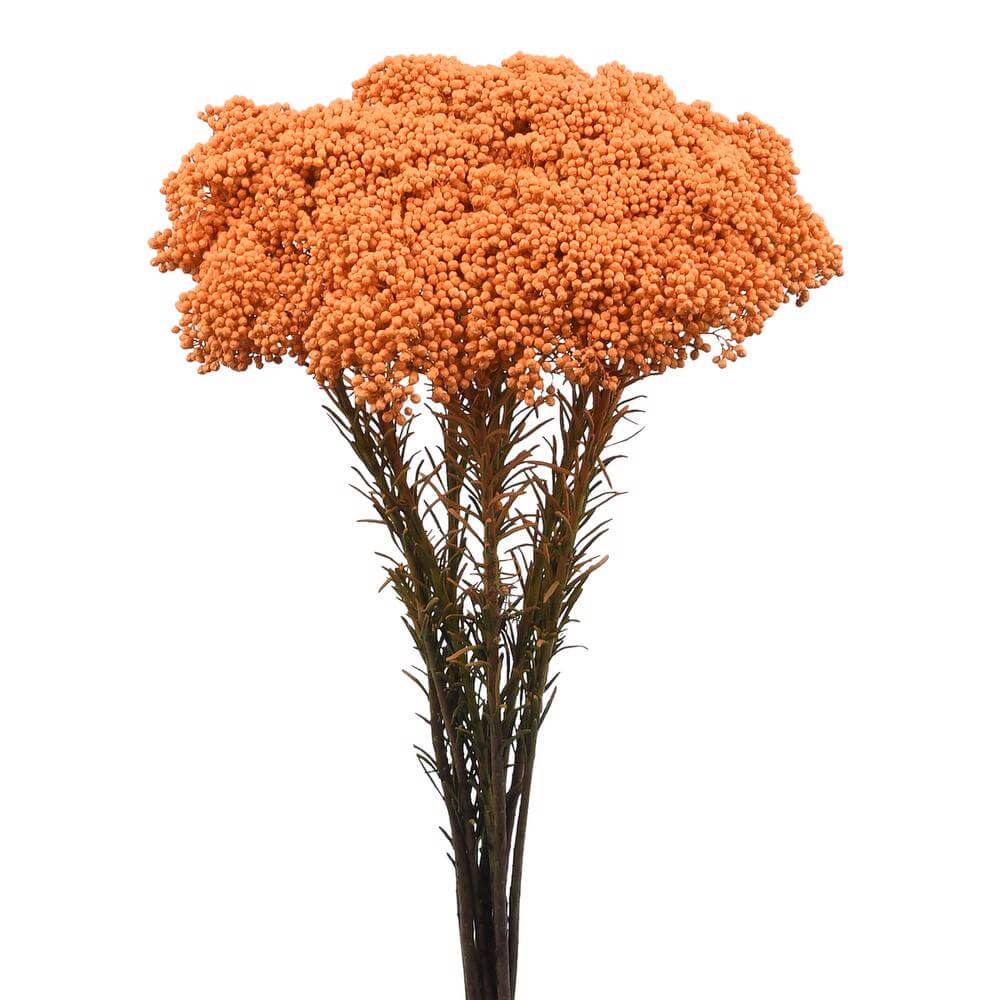 esmeralda-farms-rice-flower-light-orange-2