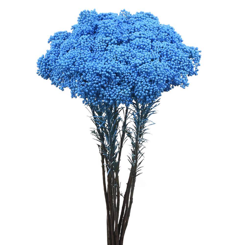 esmeralda-farms-rice-flower-light-blue-2