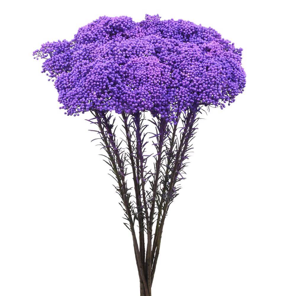 esmeralda-farms-rice-flower-lavender-2