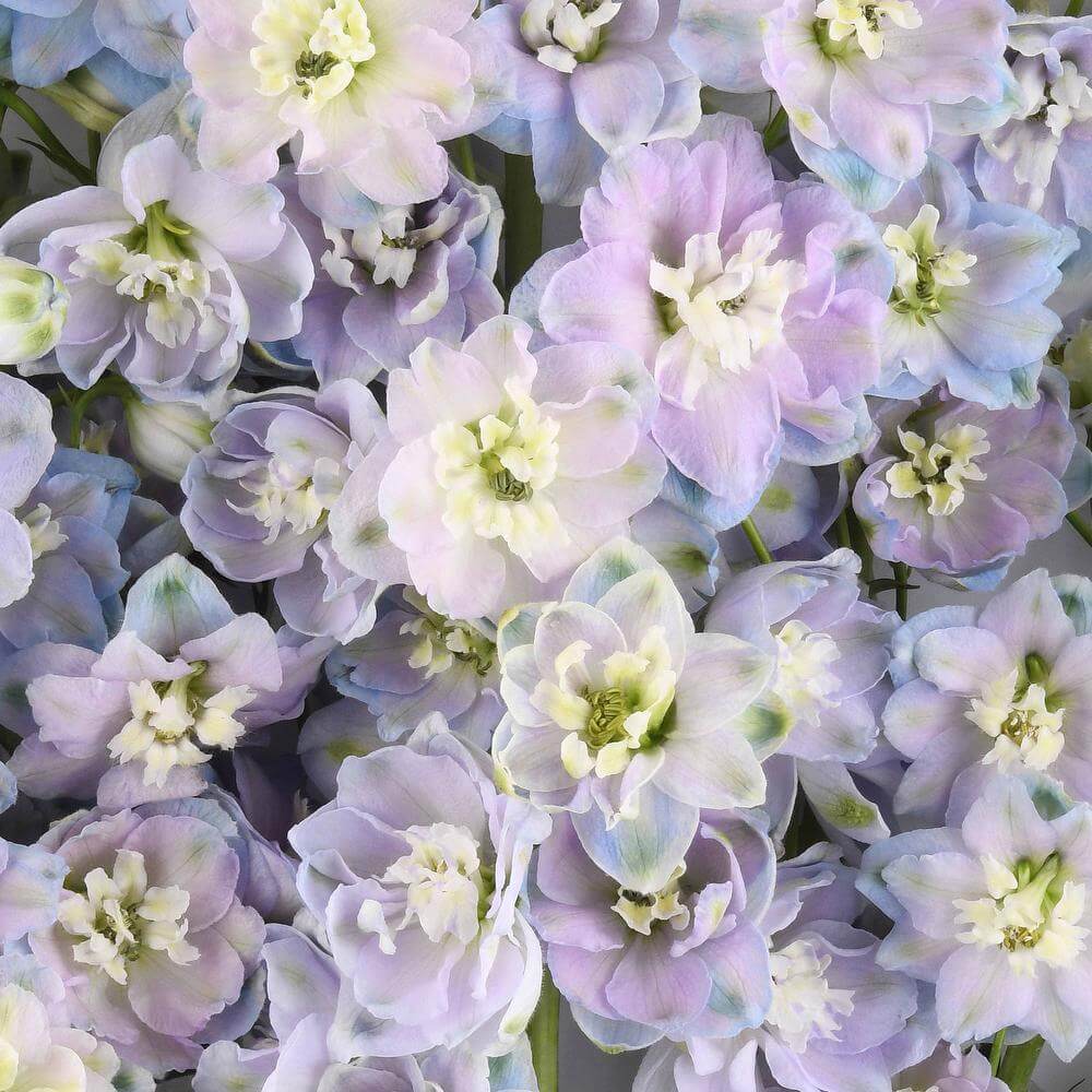 esmeralda-farms-delphinium-pacific-cameliard