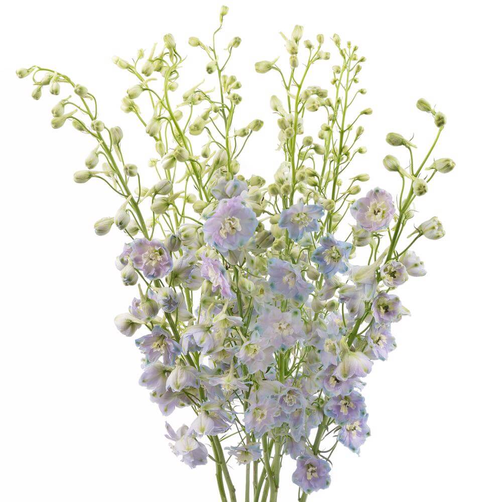 esmeralda-farms-delphinium-pacific-cameliard-2