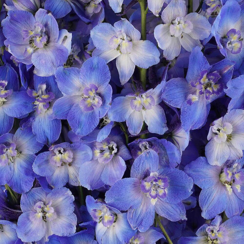 esmeralda-farms-delphinium-sea-waltz