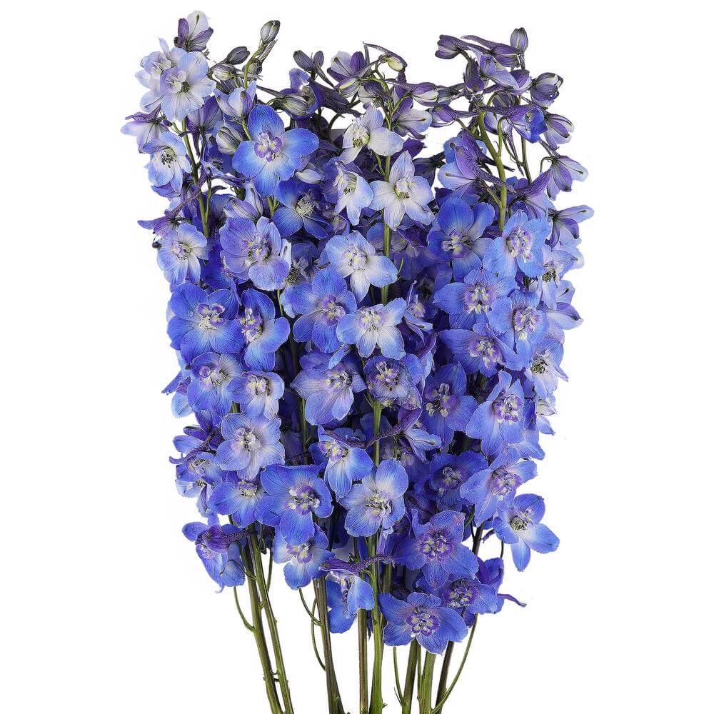 esmeralda-farms-delphinium-sea-waltz-2