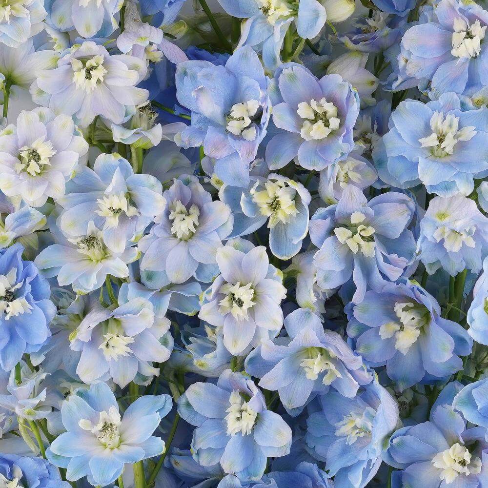 esmeralda-farms-delphinium-pacific-summer-skies