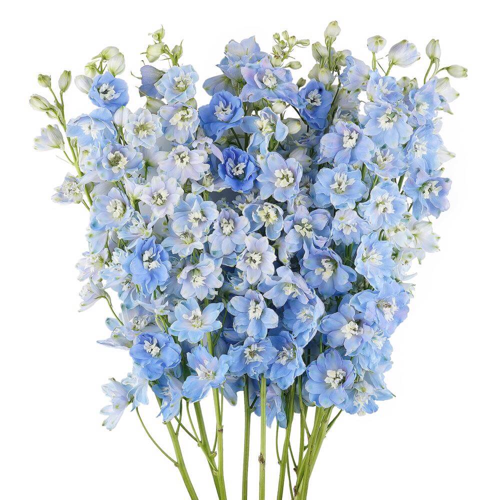 esmeralda-farms-delphinium-pacific-summer-skies-2