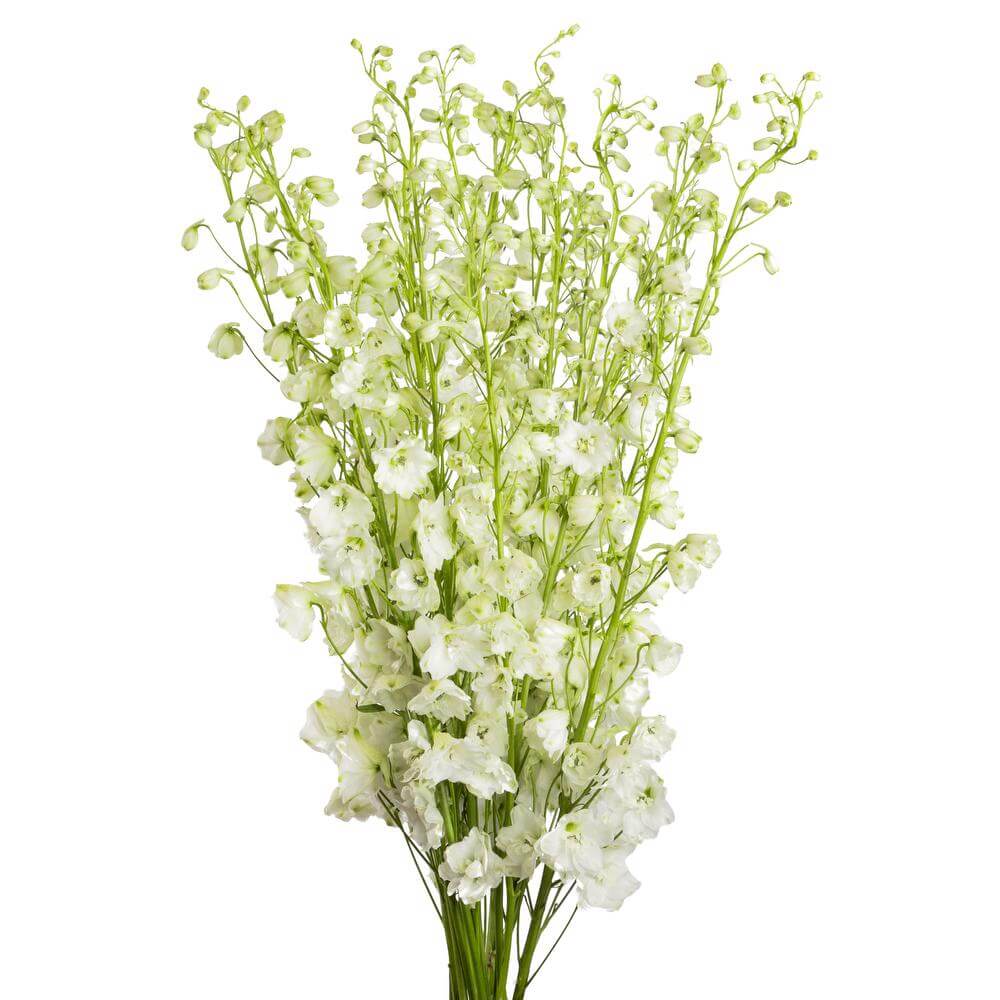 esmeralda-farms-delphinium-pacific-galahad-2