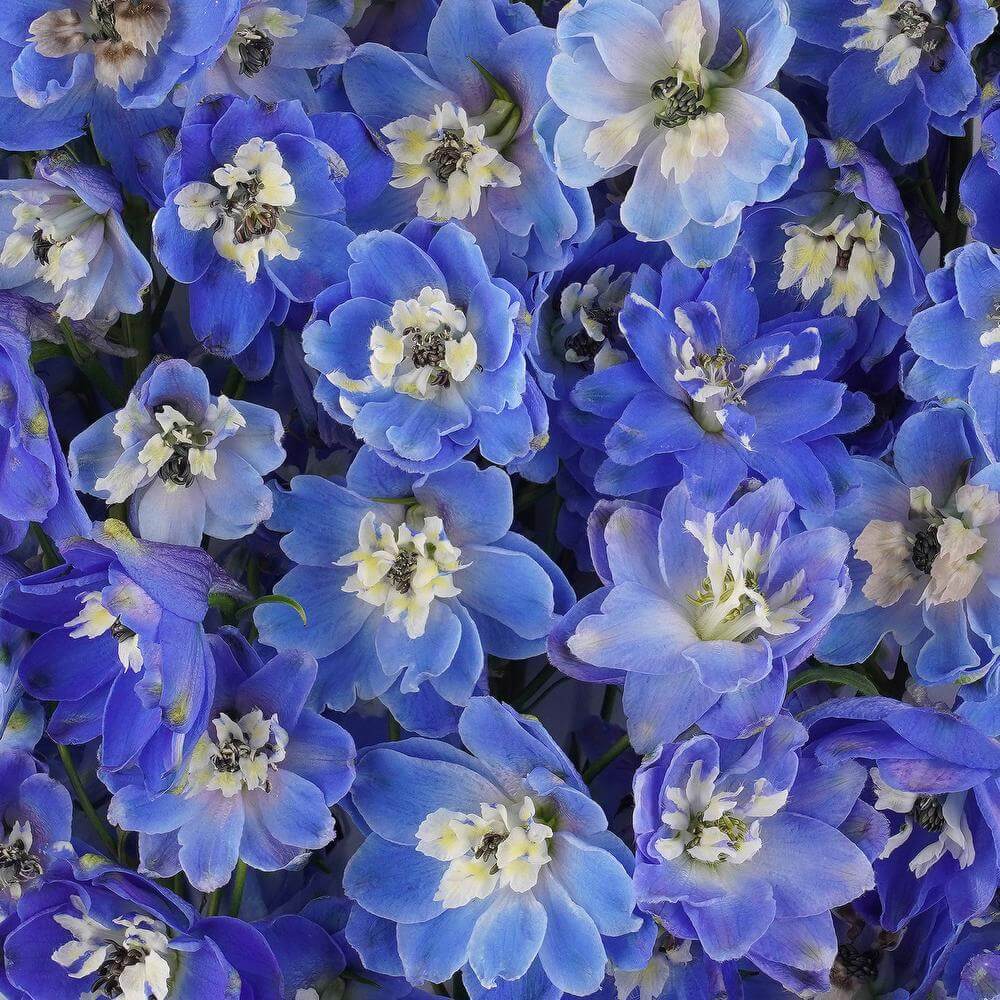 esmeralda-farms-delphinium-pacific-blue-bird