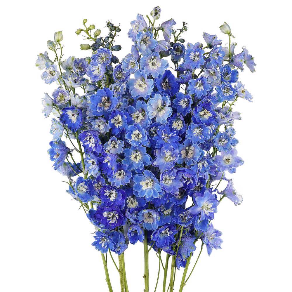 esmeralda-farms-delphinium-pacific-blue-bird-2