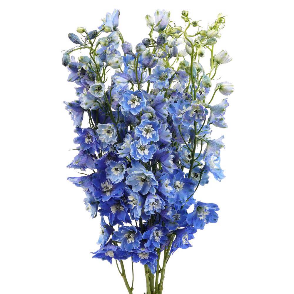 esmeralda-farms-delphinium-mf-mid-blue-2