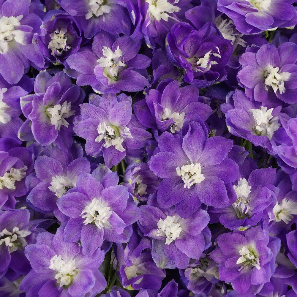 esmeralda-farms-delphinium-mf-dark-blue