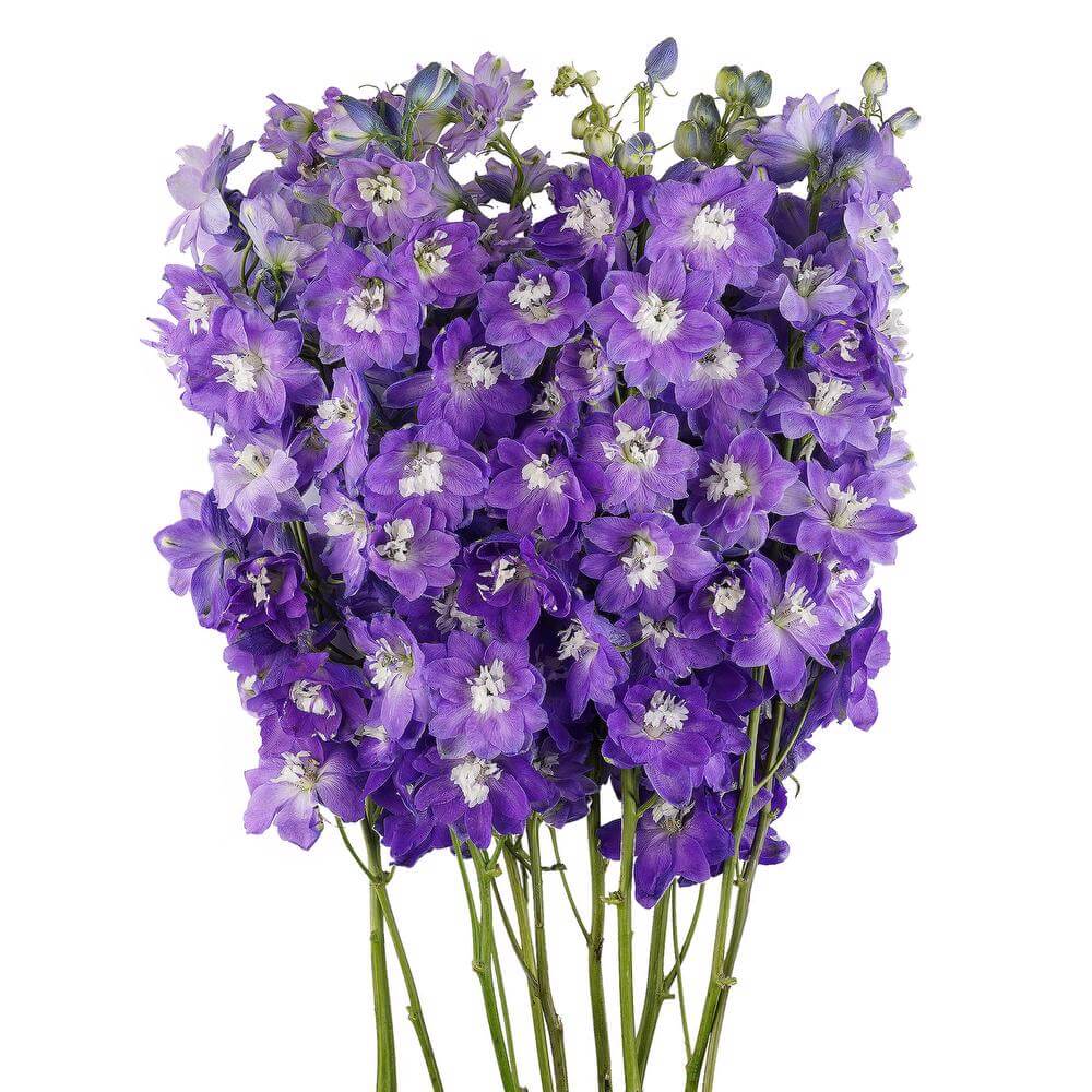 esmeralda-farms-delphinium-mf-dark-blue-2