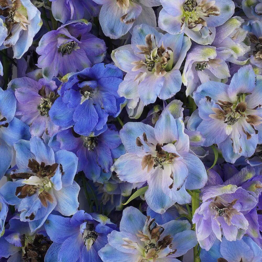 esmeralda-farms-delphinium-jay