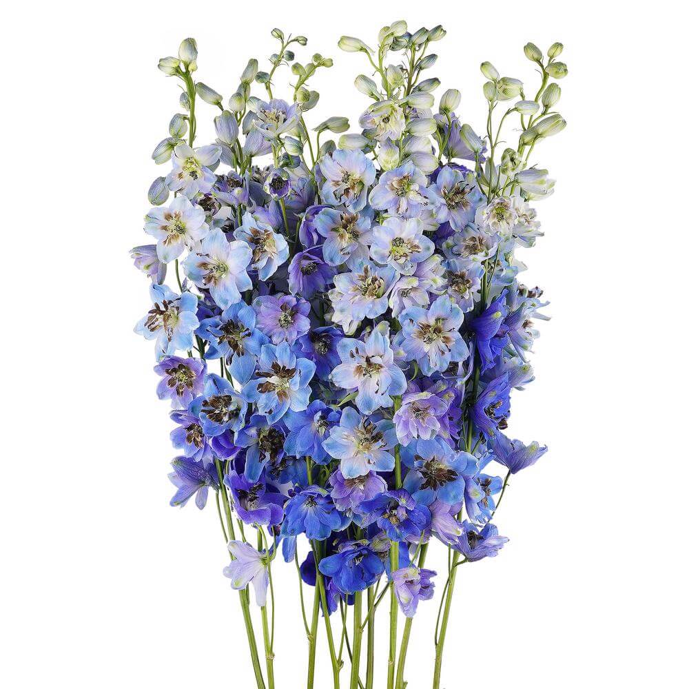 esmeralda-farms-delphinium-jay-2